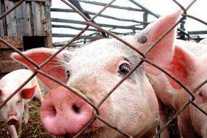 На Черкащині продовжують роботу з недопущення поширення збудника африканської чуми свиней