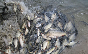 На Черкащині поновили рибні запаси Кременчуцького водосховища