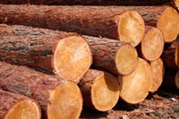 Держлісагентство посилює контроль за заготівлею та реалізацією деревини для припинення зловживань
